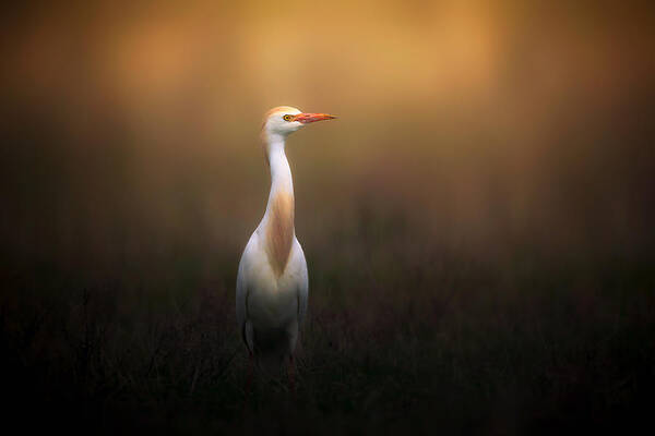 Wildlife Poster featuring the photograph New Clothing by Sina Pezeshki