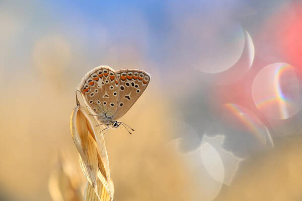 Animal Poster featuring the photograph Nice Summer Butterfly. by Krzysztof Winnik