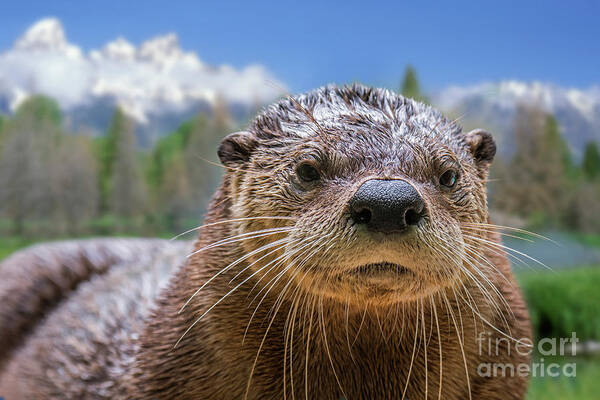 North American River Otter Poster featuring the photograph North American River Otter by Arterra Picture Library