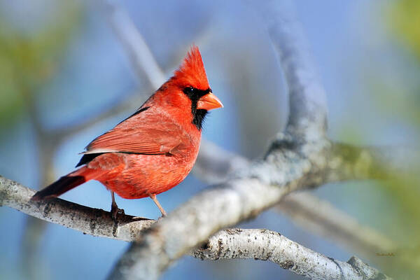 Cardinal Poster featuring the photograph Northern Cardinal Scarlet Blaze by Christina Rollo