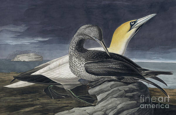 Northern Gannet Poster featuring the painting Northern Gannet, Morus Bassanus by Audubon by John James Audubon