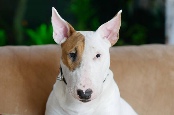  Bull Terrier Poster featuring the photograph Ollie the Bull Terrier by Diane Giurco