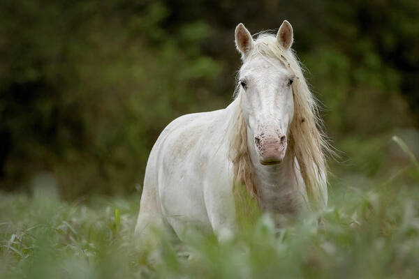 Wild Horse Poster featuring the photograph Ombre by Holly Ross