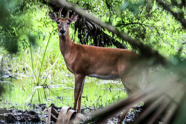 Deer Poster featuring the photograph On Alert by Rick Redman