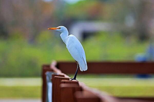 Cattle Egret Poster featuring the photograph On the Rails by Michiale Schneider