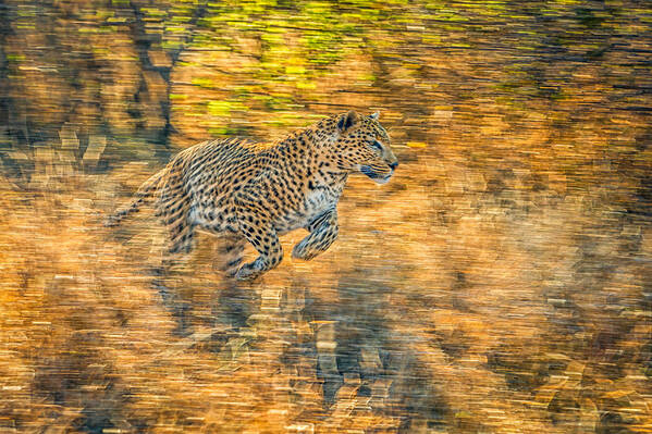 Leopard Poster featuring the photograph On The Run by Jeffrey C. Sink