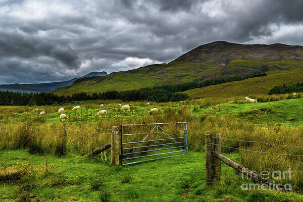 Adventure Poster featuring the photograph Open Gate To Pasture With White Sheep In Scenic Landscape On The Isle Of Skye In Scotland by Andreas Berthold