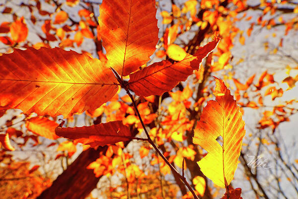 Fall Poster featuring the photograph Orange Fall Leaves by Meta Gatschenberger