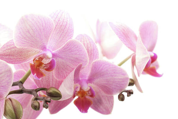 White Background Poster featuring the photograph Orchid by Ziva k