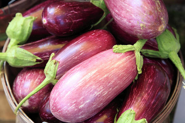 Bucket Poster featuring the photograph Organic Eggplant by Wendy Connett