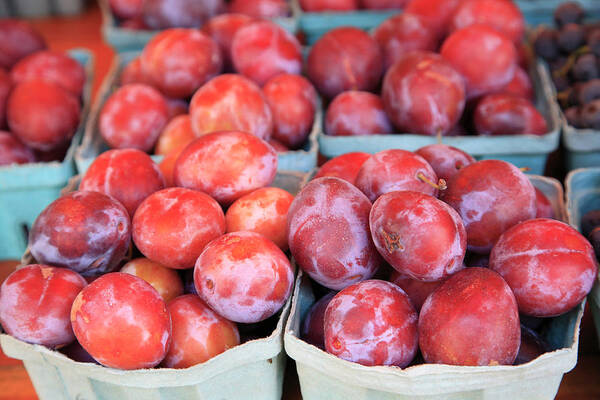 Plum Poster featuring the photograph Organic Plums by Wendy Connett