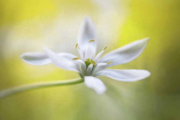 Ornithogalum Poster featuring the photograph Ornithogalum by Mandy Disher