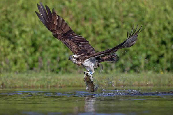 Osprey Poster featuring the photograph Osprey Carrying Fish Away by Pete Walkden