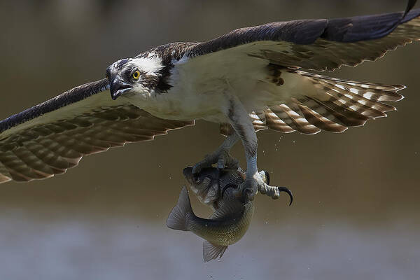 Bird Poster featuring the photograph Osprey by Johnny Chen