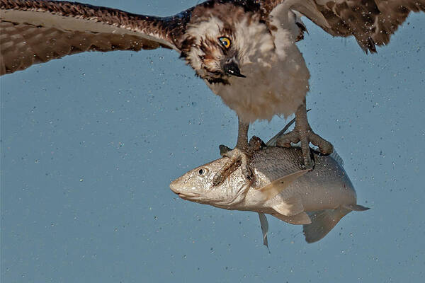Osprey Poster featuring the photograph Osprey Morning Catch Up Close by Susan Candelario