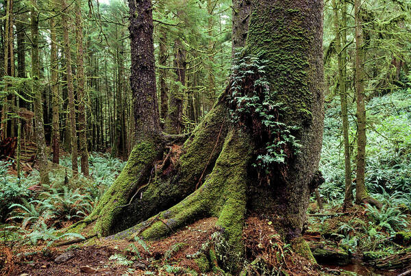 Color Poster featuring the photograph Pacific Northwest Rainforest by Craig Brewer