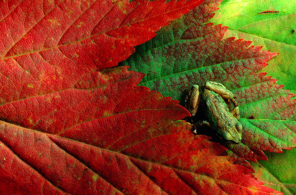 Pacific Tree Frog Poster featuring the photograph Pacific Tree Frog Hyla Regilla On Maple by Art Wolfe