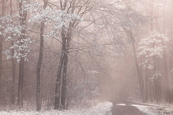 Jenny Rainbow Fine Art Photography Poster featuring the photograph Pale Desert Woods by Jenny Rainbow