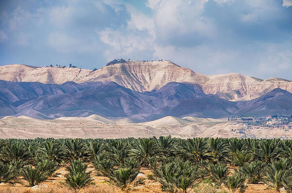 Dates Poster featuring the photograph Palms in Jordan Valley, Israel by Roberta Kayne