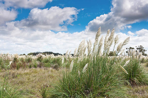 Wind Poster featuring the photograph Pampas Grass by Normazaro