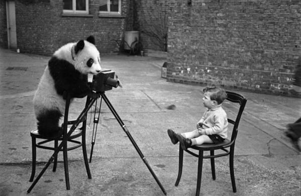 Child Poster featuring the photograph Panda Photo by Bert Hardy