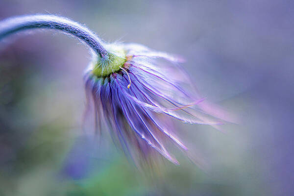 Purple Poster featuring the photograph Pasque Flower's Finals by Ulrike Eisenmann
