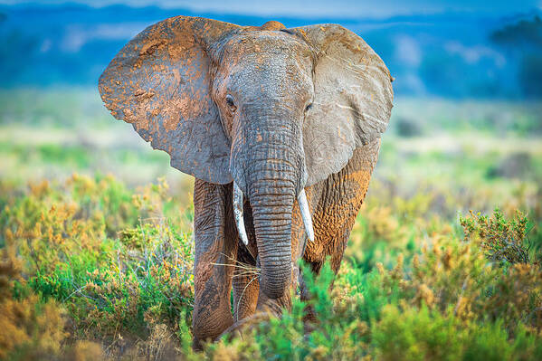 Elephant Poster featuring the photograph Pastel Elephant by Jeffrey C. Sink