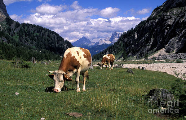 Animal Poster featuring the photograph Pasture, Marmolada, Veneto And Trentino Alto-adige, Italy by 