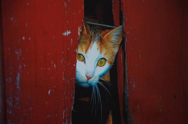 Cat Poster featuring the photograph Peek A Boo Kitty by Marty Klar