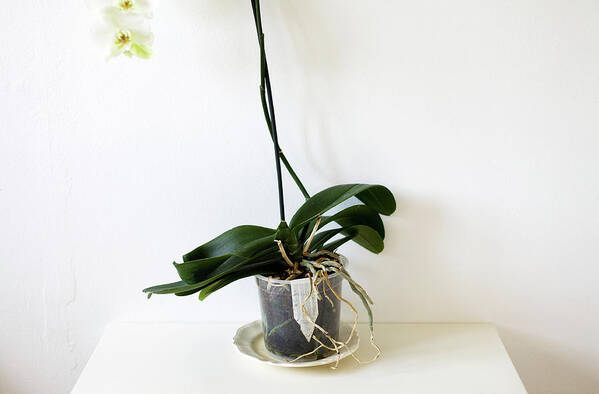 Fragility Poster featuring the photograph Peeking Orchid by Mary Gaudin