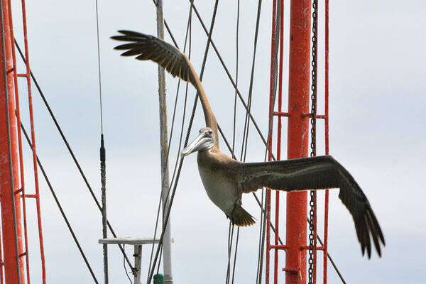 Pelican Poster featuring the photograph Pelican and Masts by Jerry Griffin