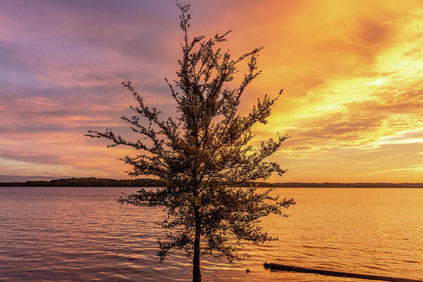 Percy Priest Lake Poster featuring the photograph Percy Priest Lake Sunset Young Tree by D K Wall