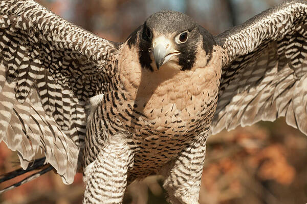 Peregrine Falcon Poster featuring the photograph Peregrine Falcon by Minnie Gallman