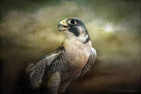 Peregrine Falcon Poster featuring the photograph Peregrine Falcon Stormy Dramatic Sky by Melissa Bittinger