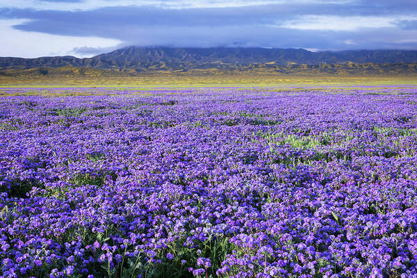Carrizo Poster featuring the photograph Phacelia on the Carrizo Plain by Rick Pisio