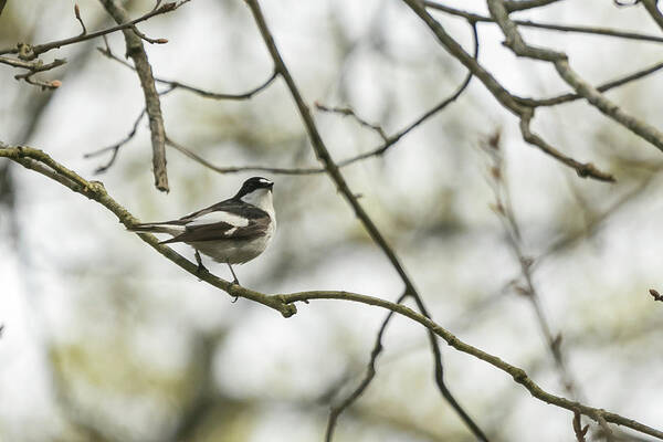 Wildlifephotograpy Poster featuring the photograph Pied Flycatcher by Wendy Cooper