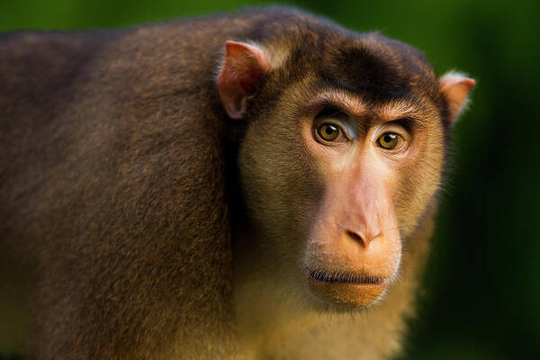 Sebastian Kennerknecht Poster featuring the photograph Pig-tailed Macaque Male by Sebastian Kennerknecht