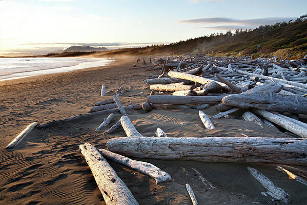 Scenics Poster featuring the photograph Piles Of Driftwood On Wickaninnish Bay by Aaron Black