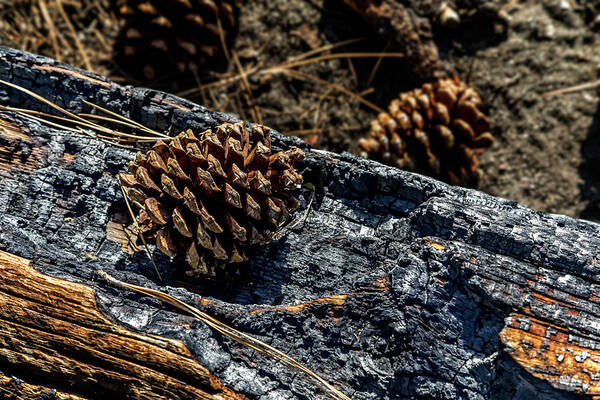 Mammoth Lakes Poster featuring the photograph Pine Cone on Charred Wood by Kelley King