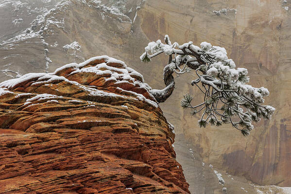 Jeff Foott Poster featuring the photograph Pine Tree In Zion Natl Park by Jeff Foott