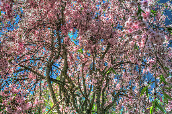 Blossom Poster featuring the photograph Pink Blossom Trees by Robert Goldwitz