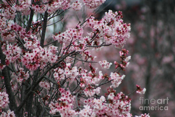 Misty Poster featuring the photograph Pink Blossoms in Foreground at Reagan Library 3 by Colleen Cornelius