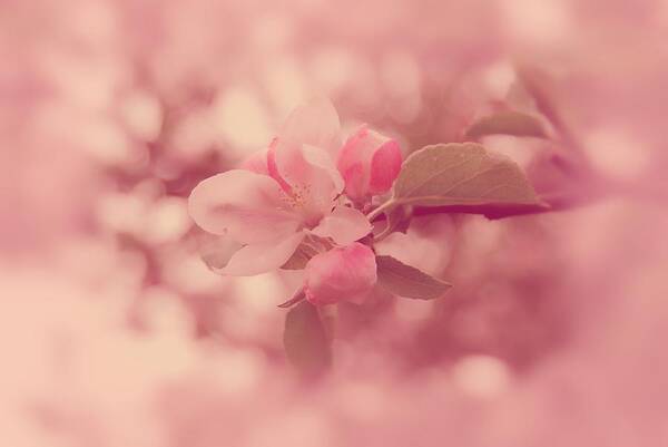 Pink Poster featuring the photograph Pink Cherry Blossom by Angie Tirado