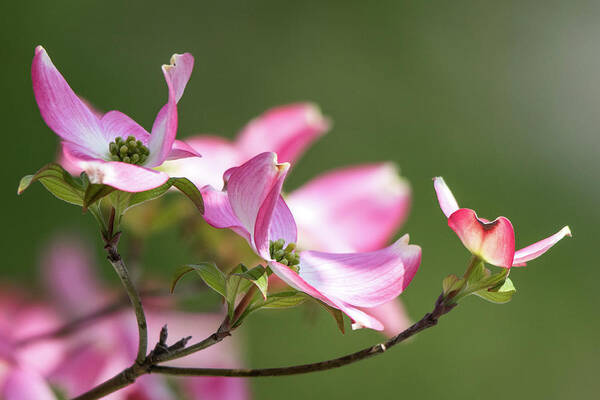 Pink Poster featuring the photograph Pink Dogwood by Mary Ann Artz