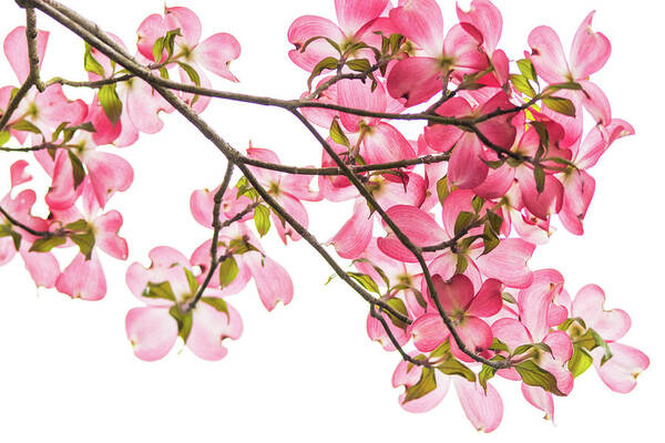 Pink Poster featuring the photograph Pink Dogwoods on White by Mary Ann Artz