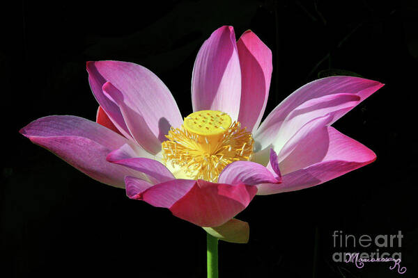 Nature Poster featuring the photograph Pink Lotus Flower by Mariarosa Rockefeller