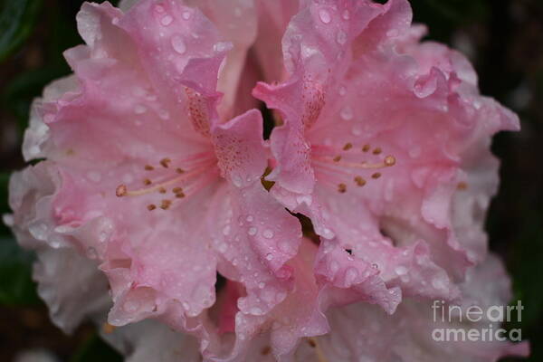 Flowers Poster featuring the digital art Pink Rain by Yenni Harrison