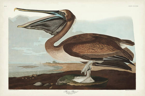 Animals & Nature Poster featuring the painting Pl 421 Brown Pelican by John James Audubon