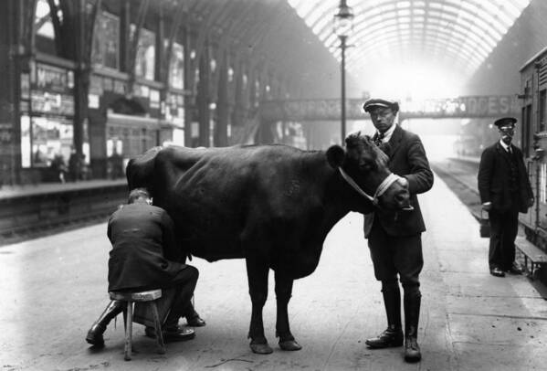 Working Animal Poster featuring the photograph Platform Milking by Fox Photos
