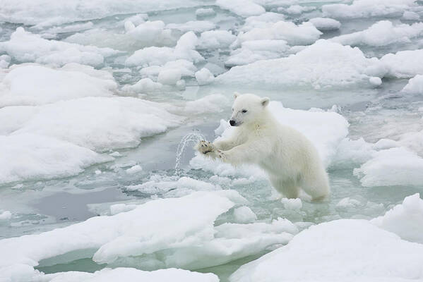 Vitality Poster featuring the photograph Polar Bear Cub Jumping From Ice Flow To by Darrell Gulin